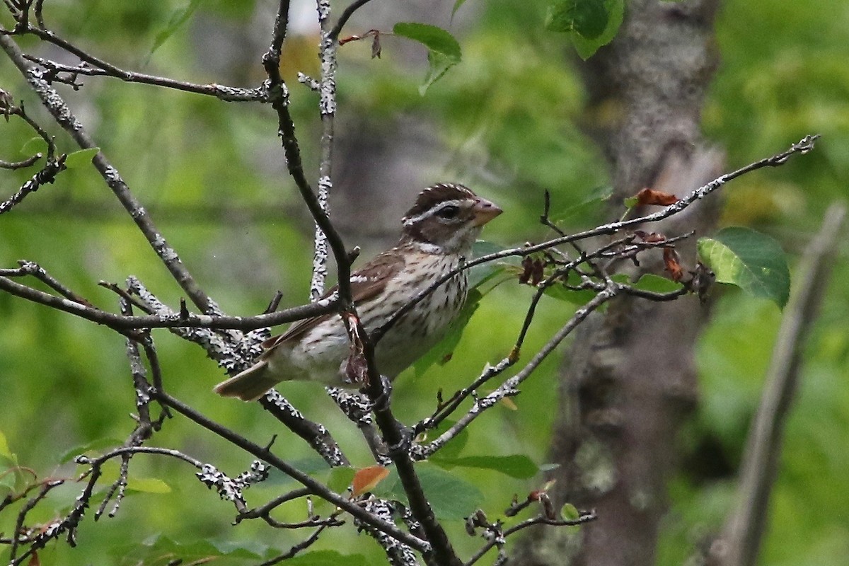 Rose-breasted Grosbeak - E R