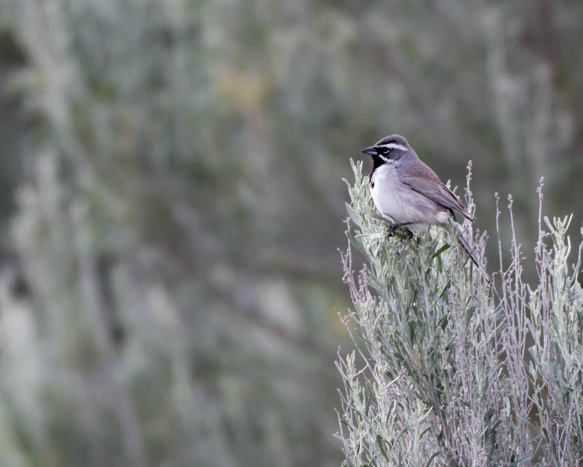 Black-throated Sparrow - ML244263511