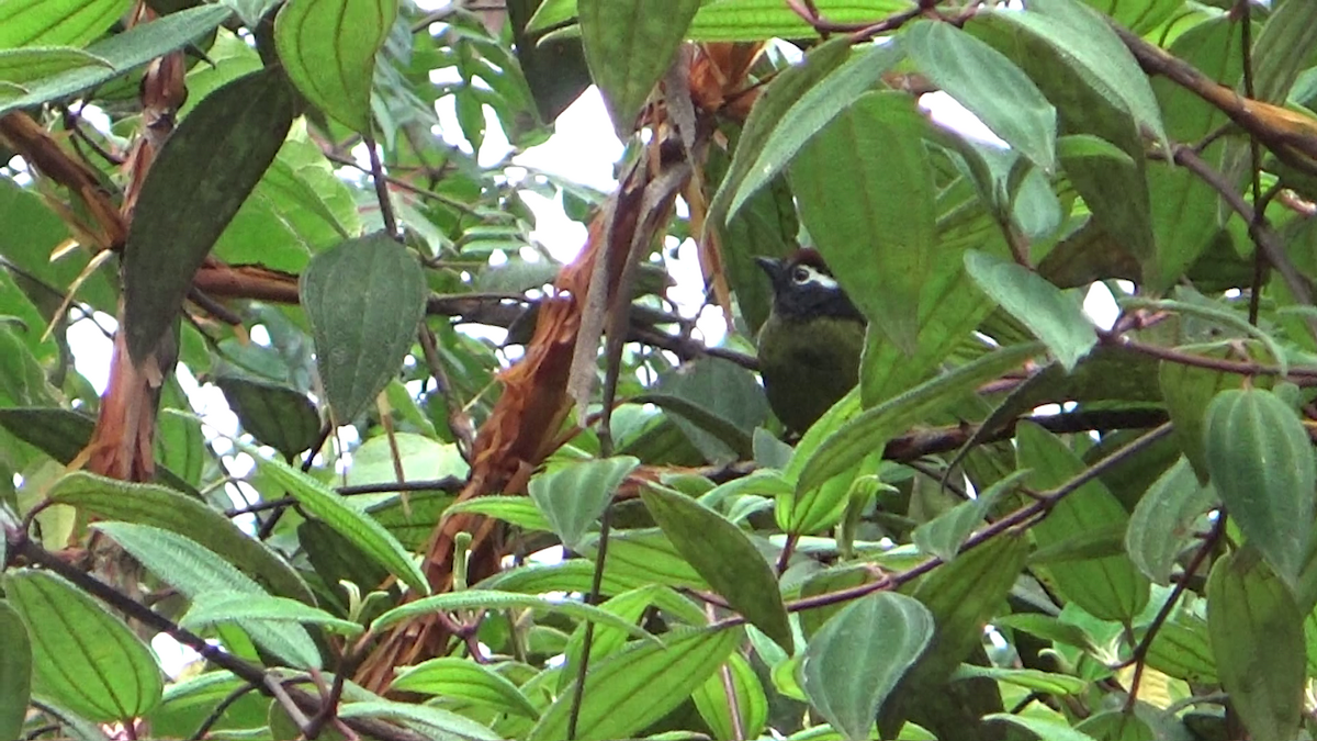 White-rimmed Brushfinch - Washington Villamarin