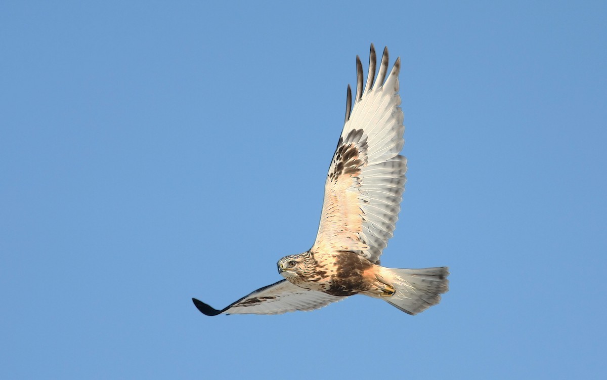 Rough-legged Hawk - Jerry Liguori