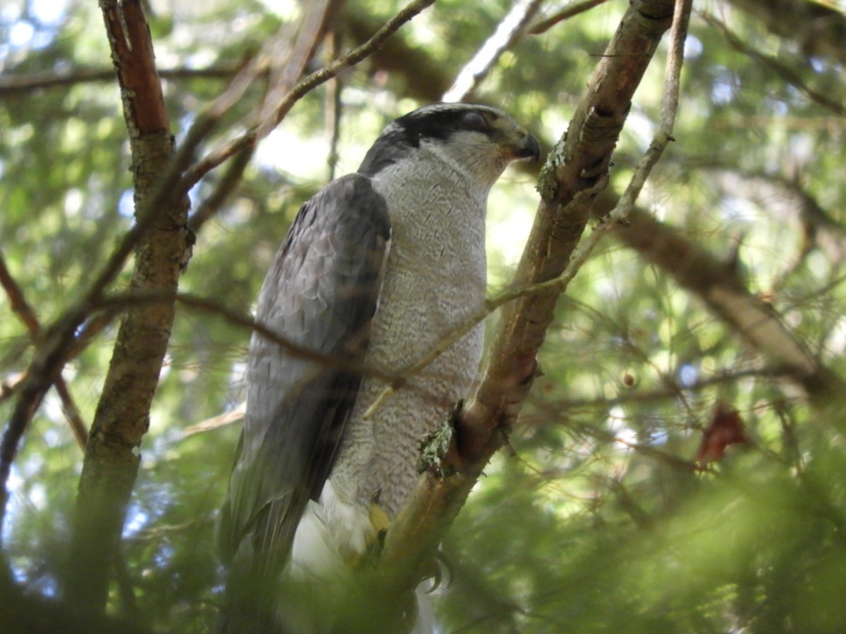 American Goshawk - ML244265041