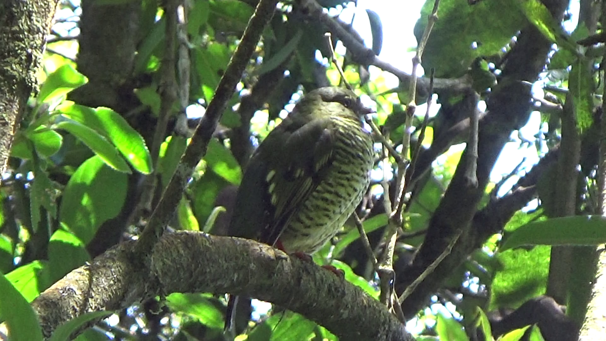 Barred Fruiteater - Washington Villamarin