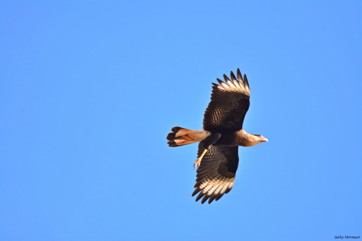 Crested Caracara (Southern) - ML244265571