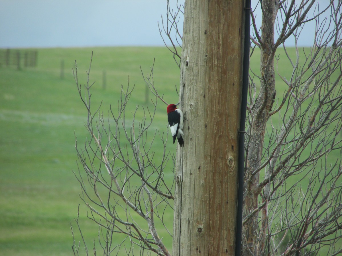 Red-headed Woodpecker - ML244266381