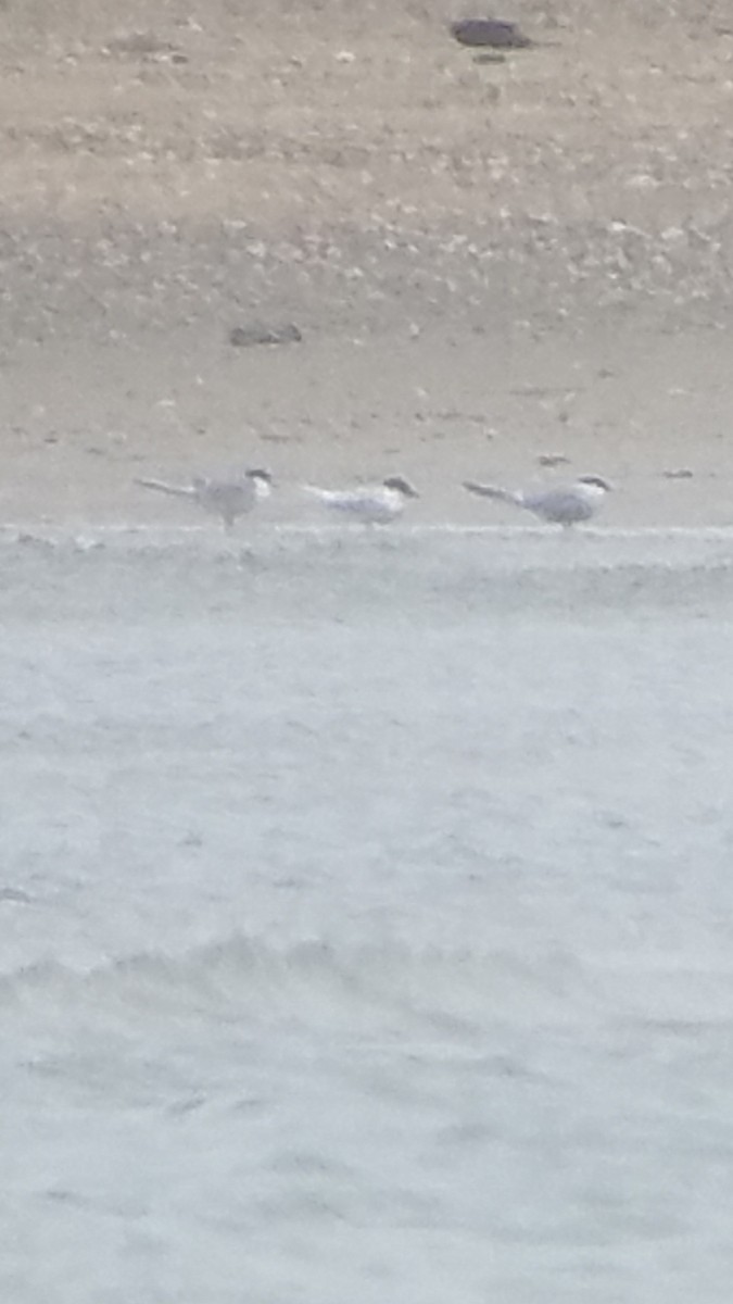 Roseate Tern - Ryan Crane