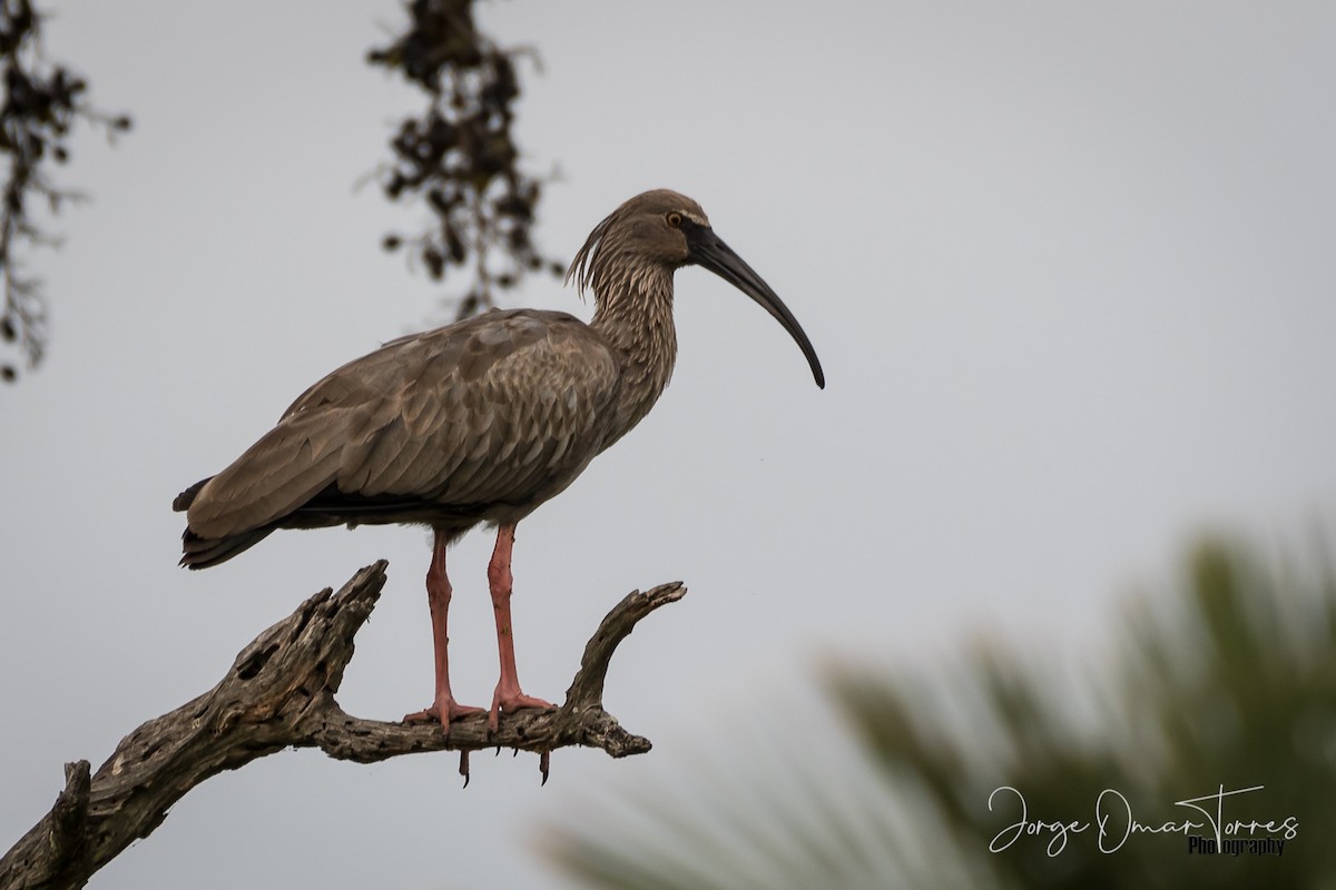 Plumbeous Ibis - ML244267811