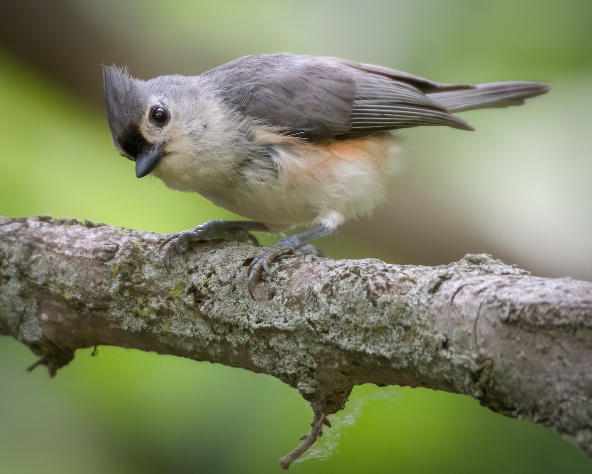 Tufted Titmouse - Rick Wilhoit