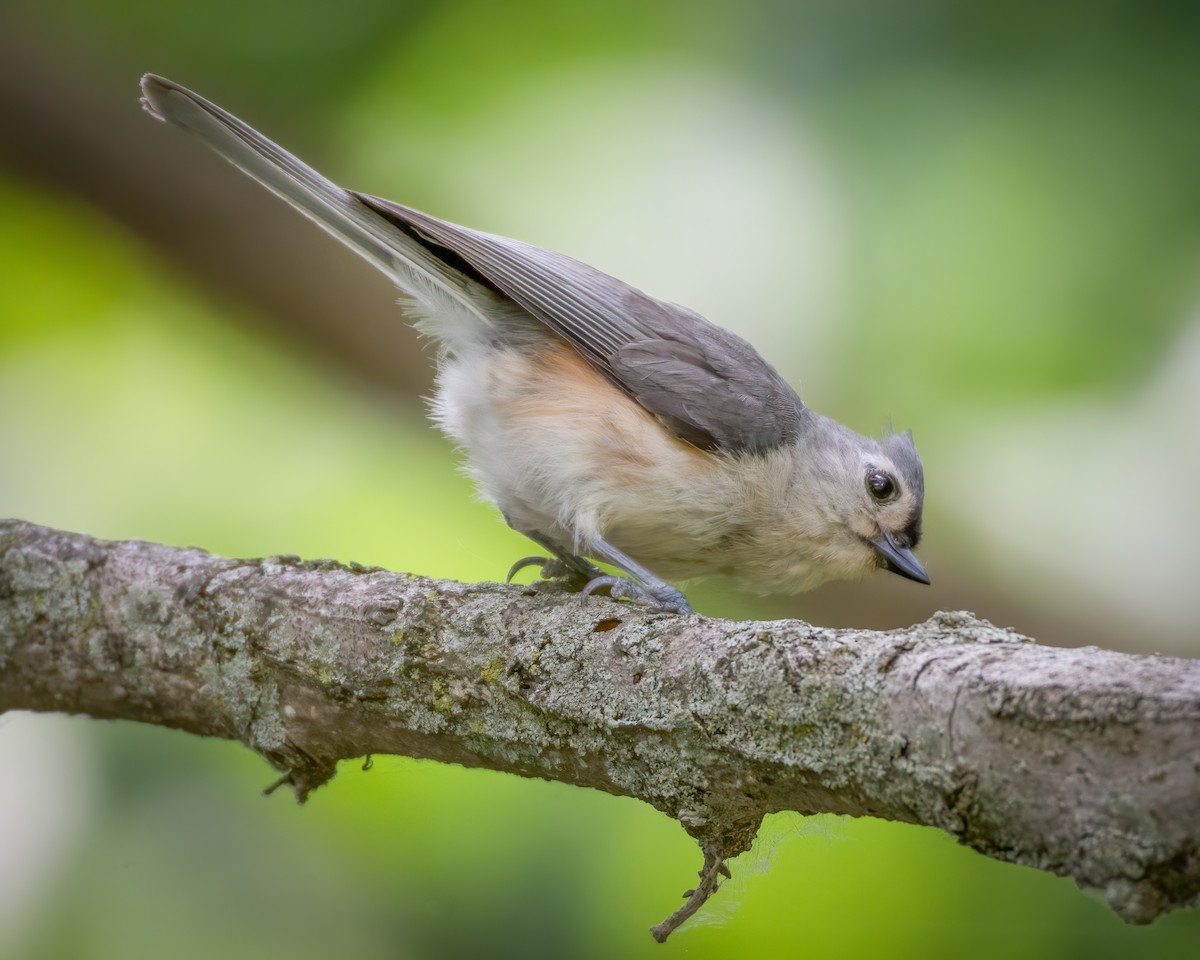 Tufted Titmouse - Rick Wilhoit