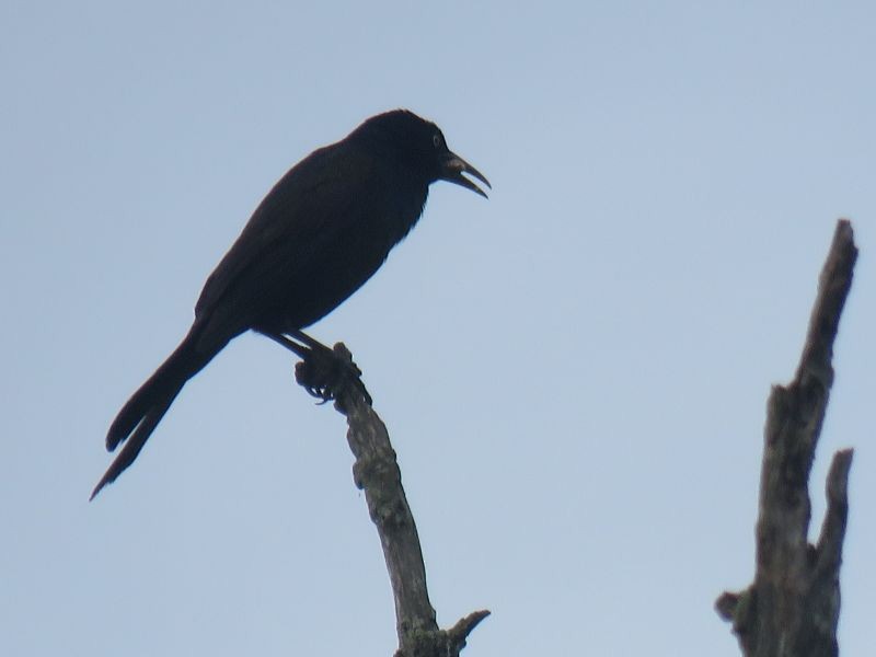 Common Grackle - Tracy The Birder