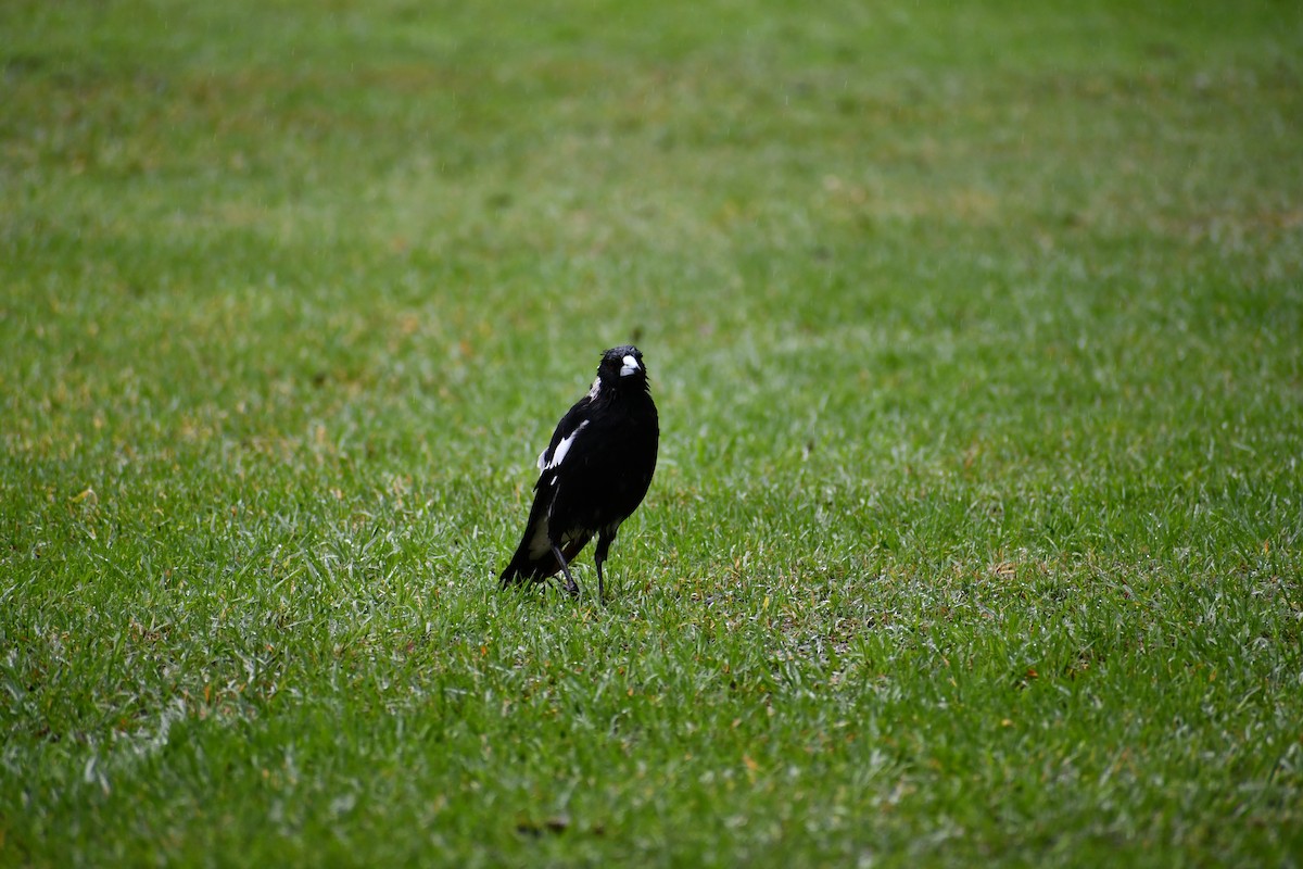Australian Magpie - ML244271831