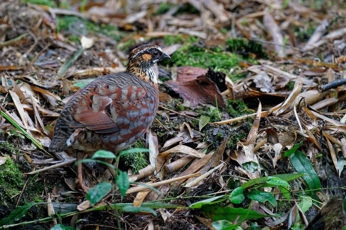 Sichuan Partridge - ML244272241