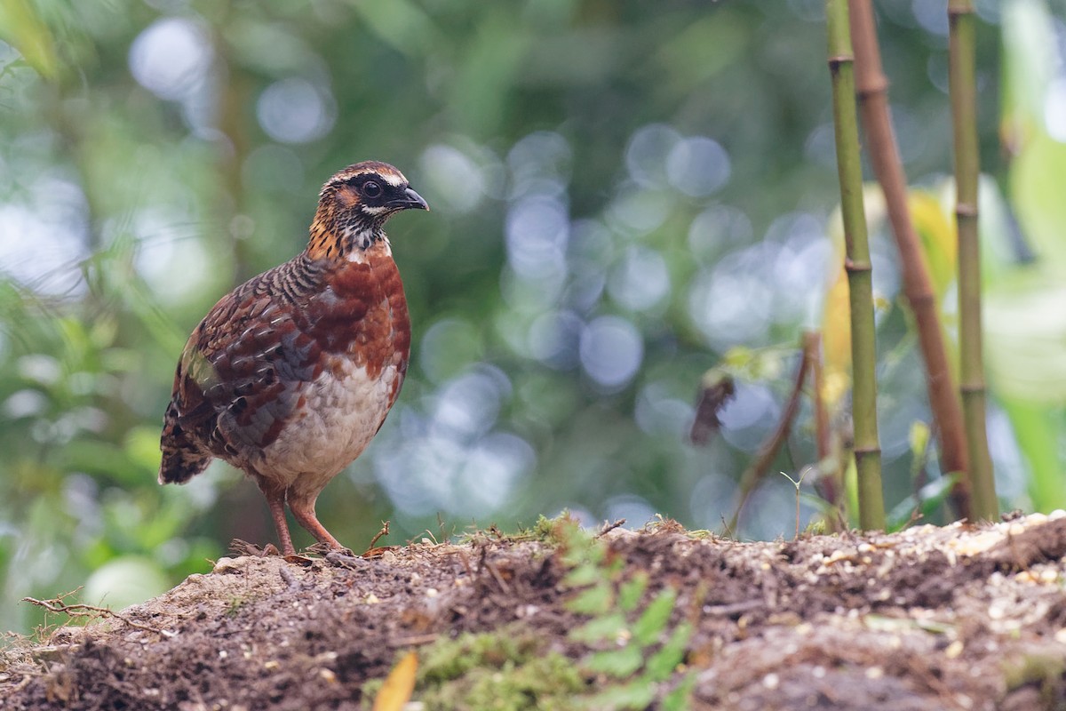 Sichuan Partridge - ML244272861