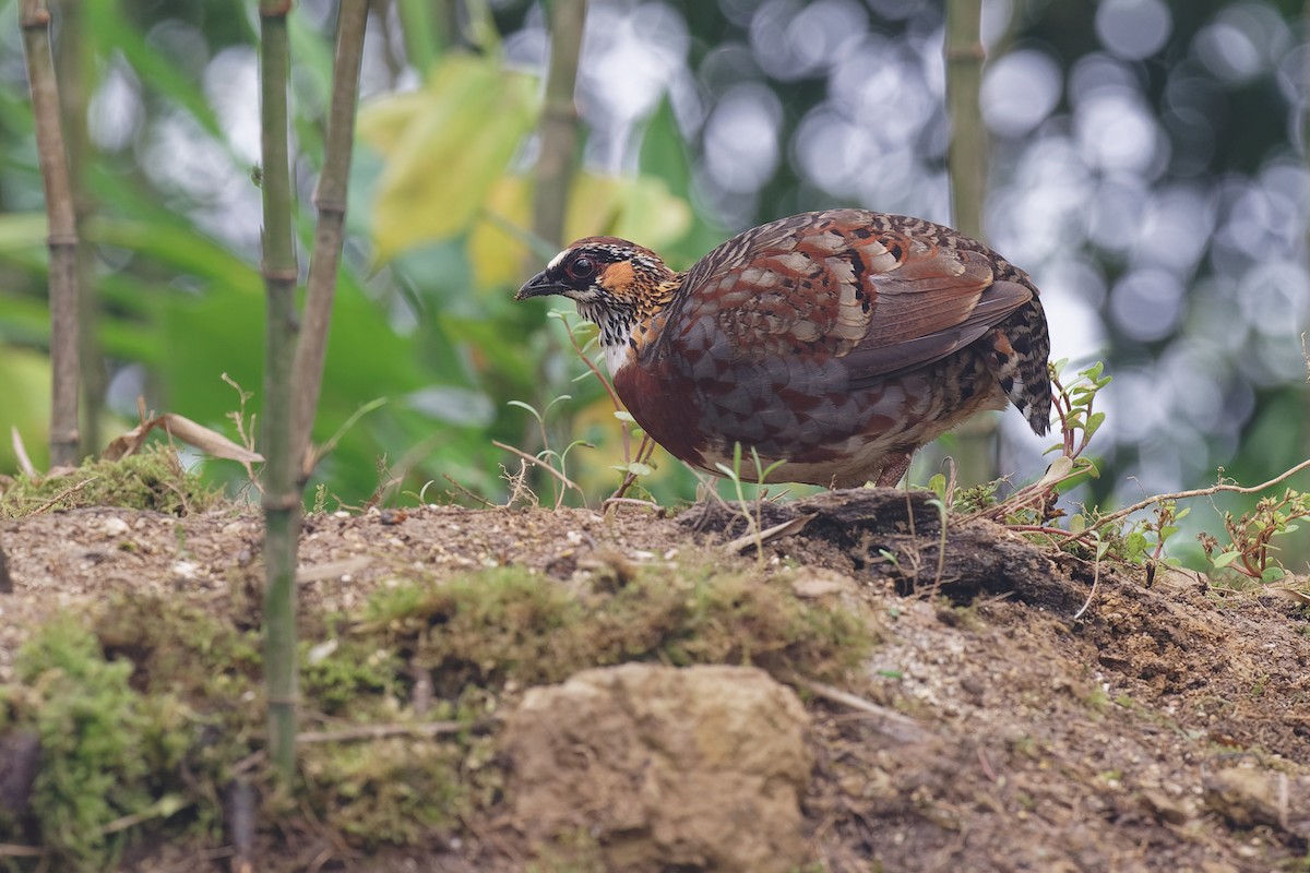 Sichuan Partridge - Vincent Wang