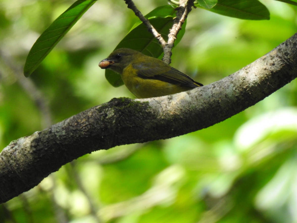 Scrub Euphonia - ML244273111