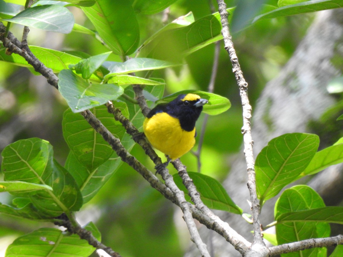 Scrub Euphonia - Heidi  Viteri