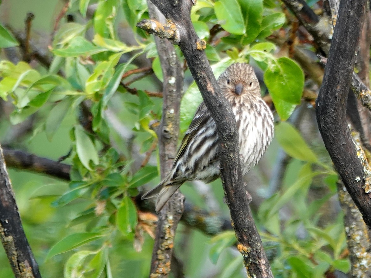 Pine Siskin - ML244274051