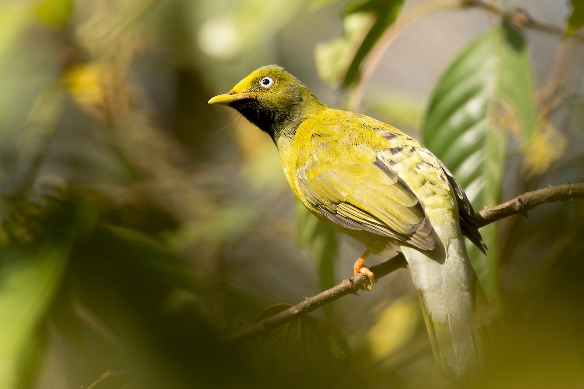 Gray-headed Bulbul - ML244275961