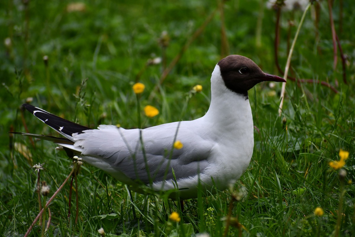 Хүрэн толгойт цахлай - ML244277091