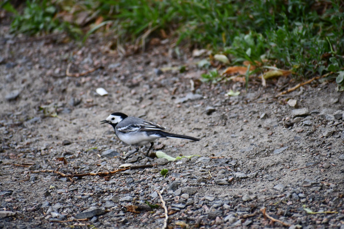 Хөх цэгцгий - ML244277161