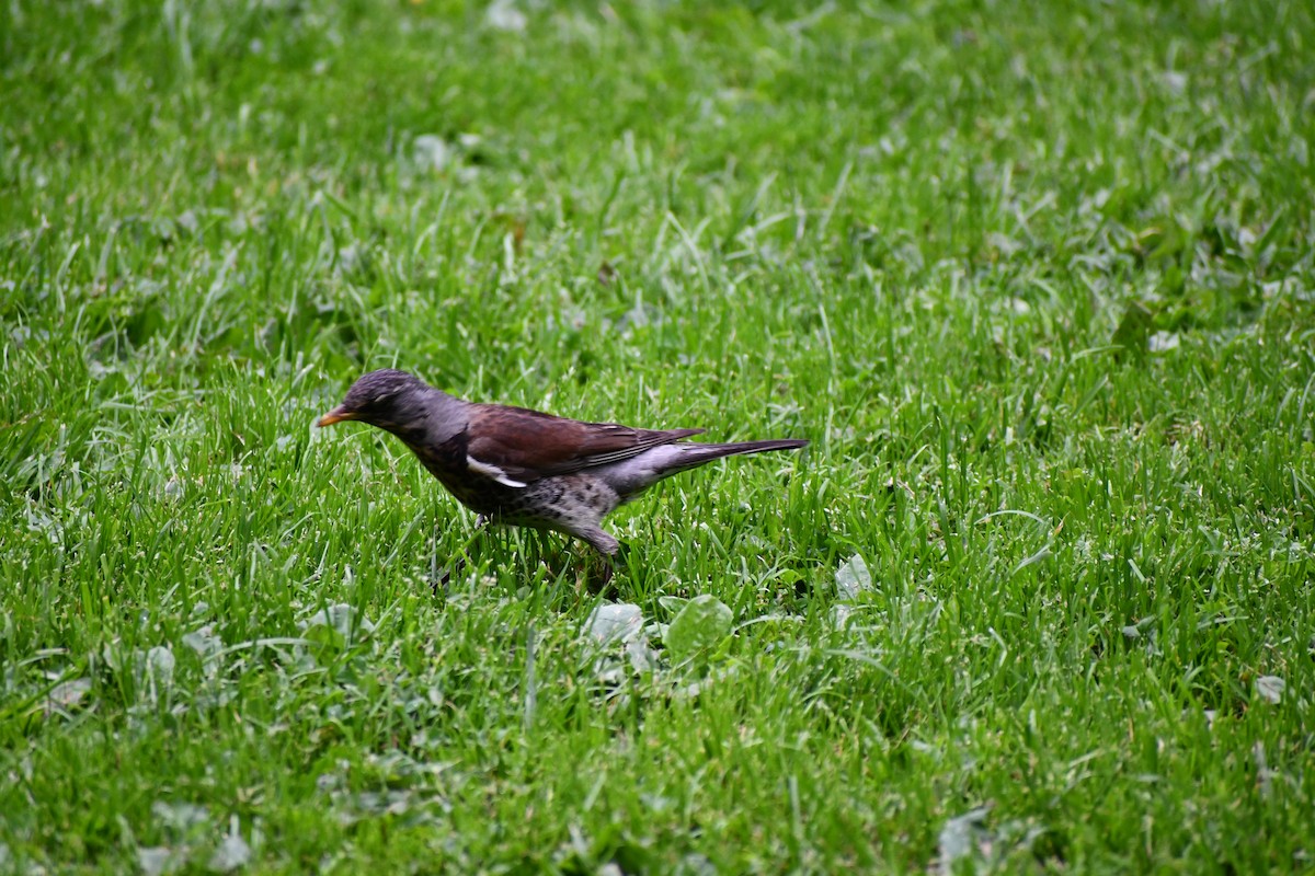 Дуулгат хөөндэй - ML244277201