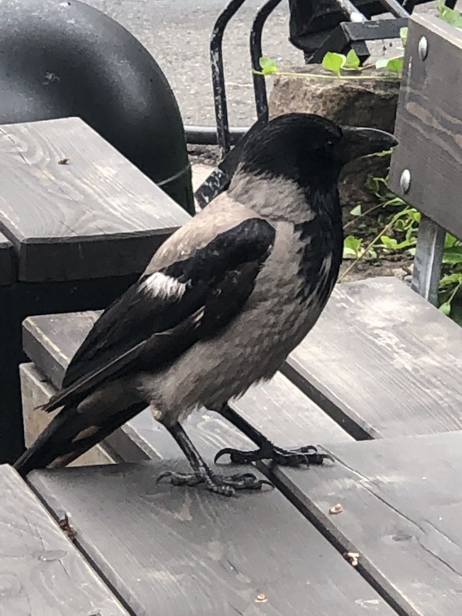 Саарал хэрээ - ML244277811