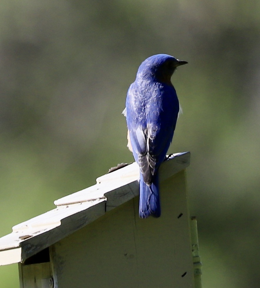 Eastern Bluebird - Lenore Charnigo