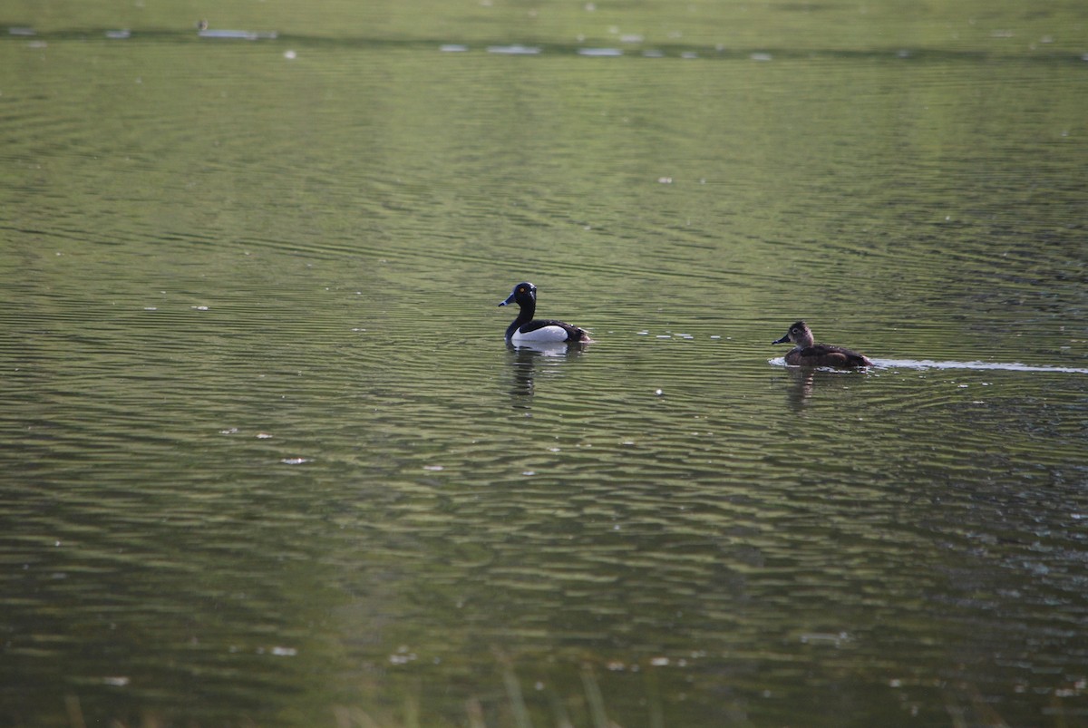 Ring-necked Duck - ML244279441