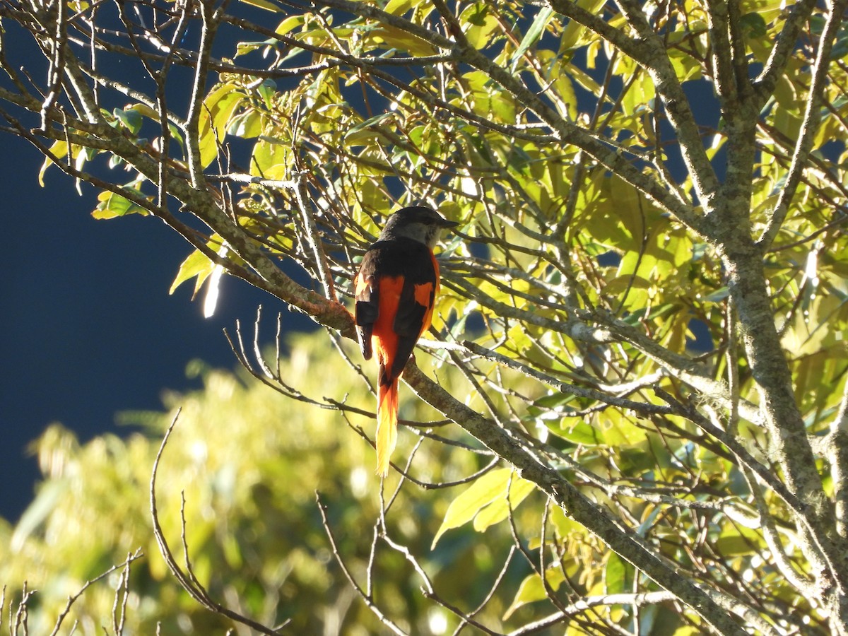 Gray-chinned Minivet - Shih-hung Wu