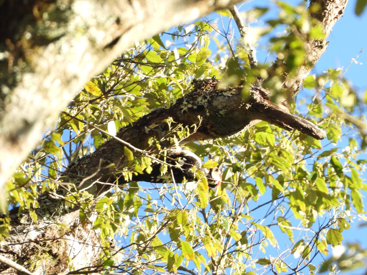 White-backed Woodpecker - ML244279911