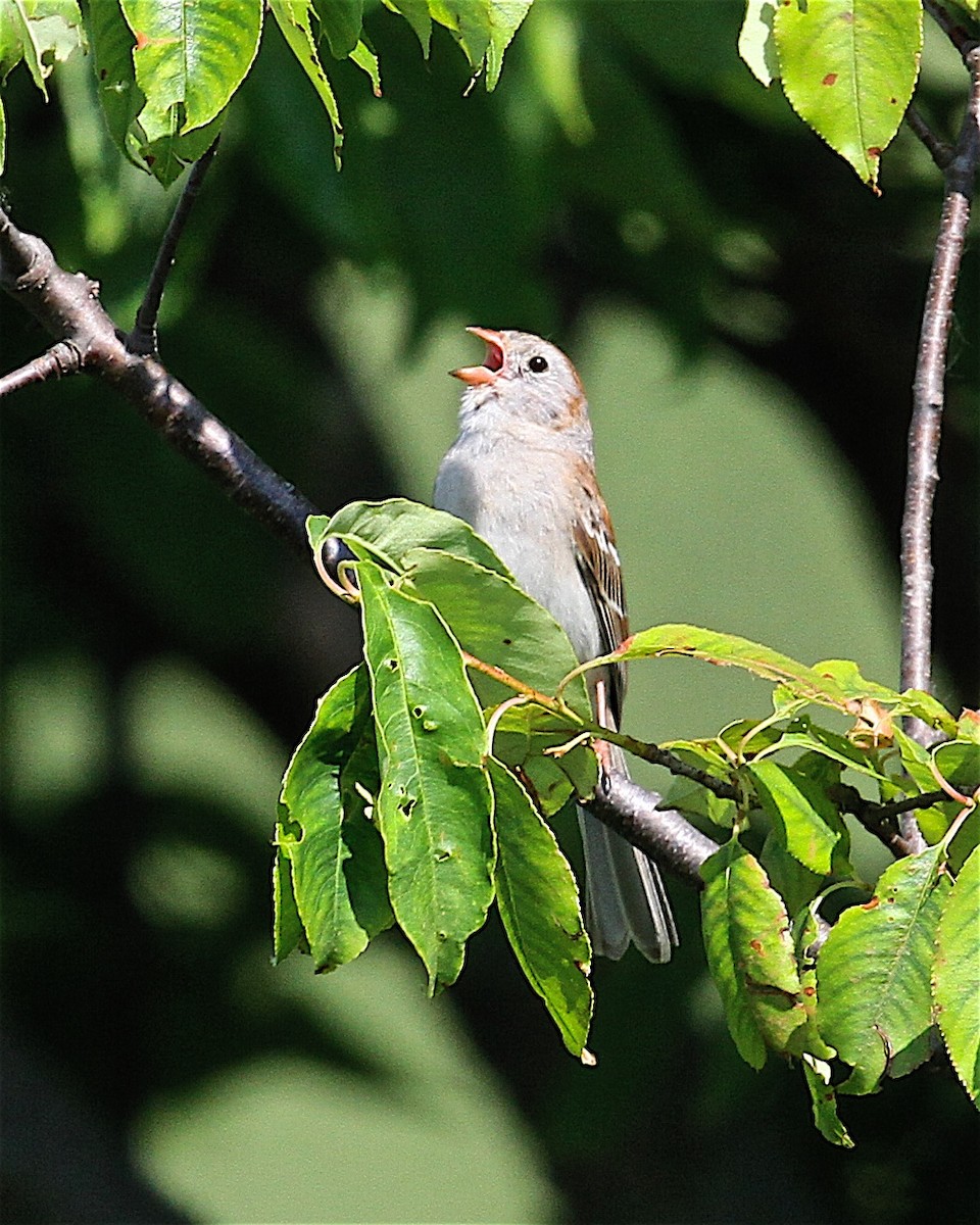 Field Sparrow - ML244280771