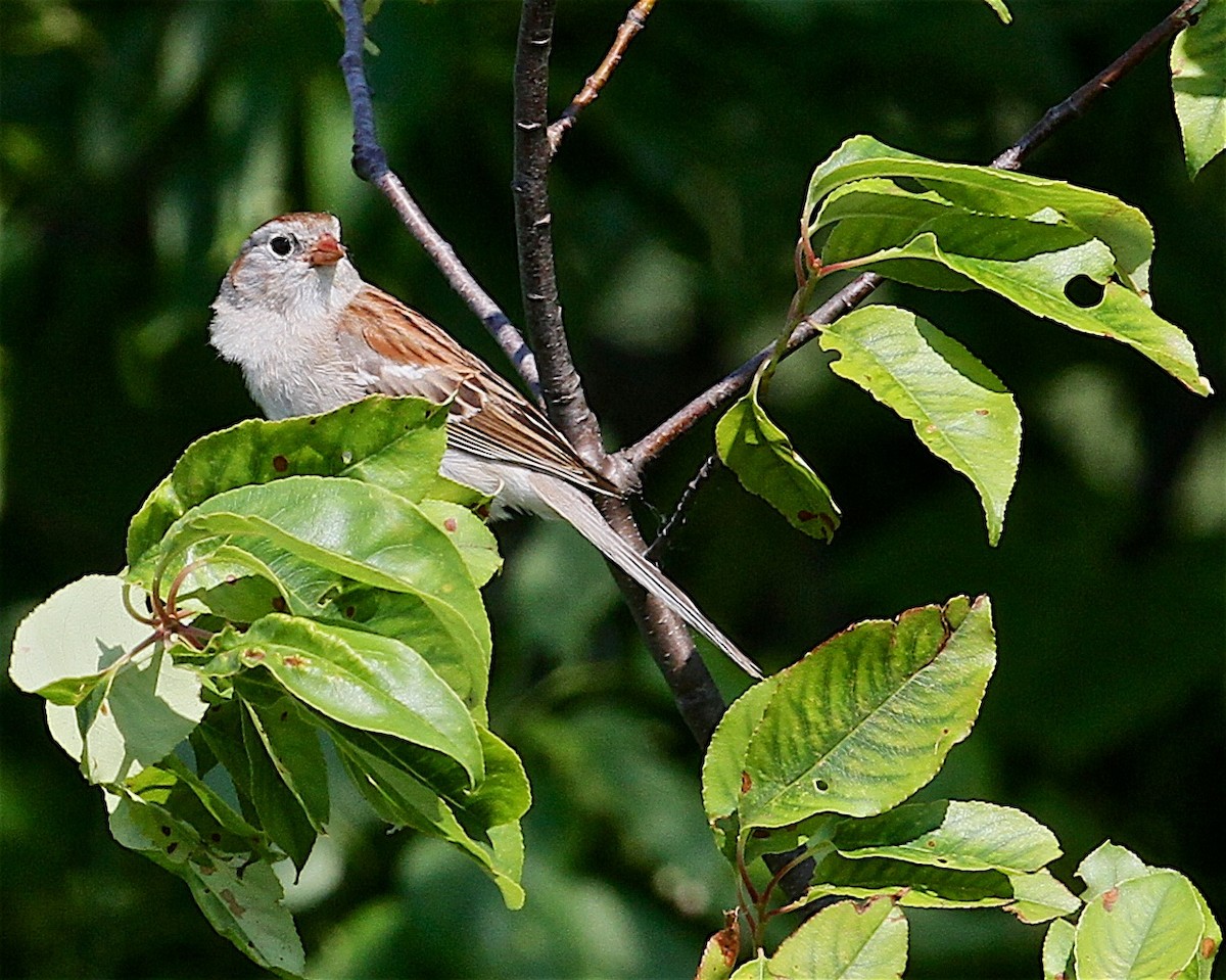 Field Sparrow - ML244280781