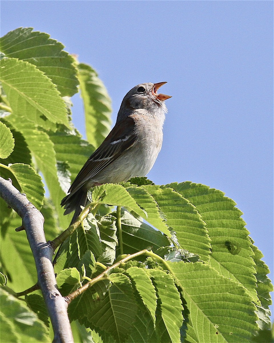 Field Sparrow - ML244281051
