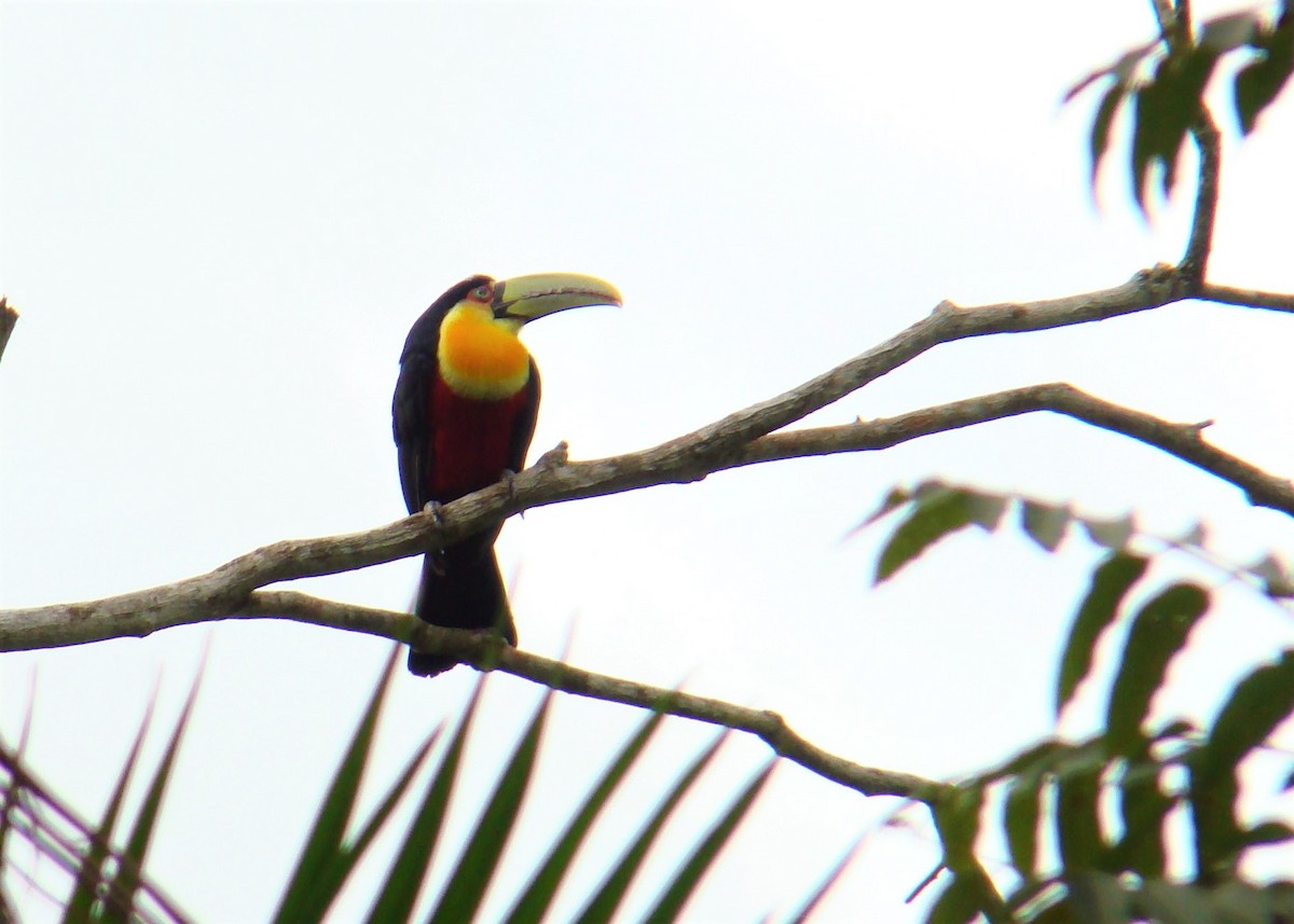Red-breasted Toucan - ML244281611
