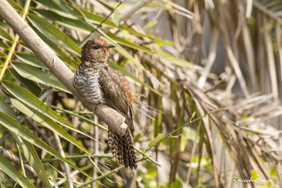 Gray-bellied Cuckoo - Ramesh Shenai