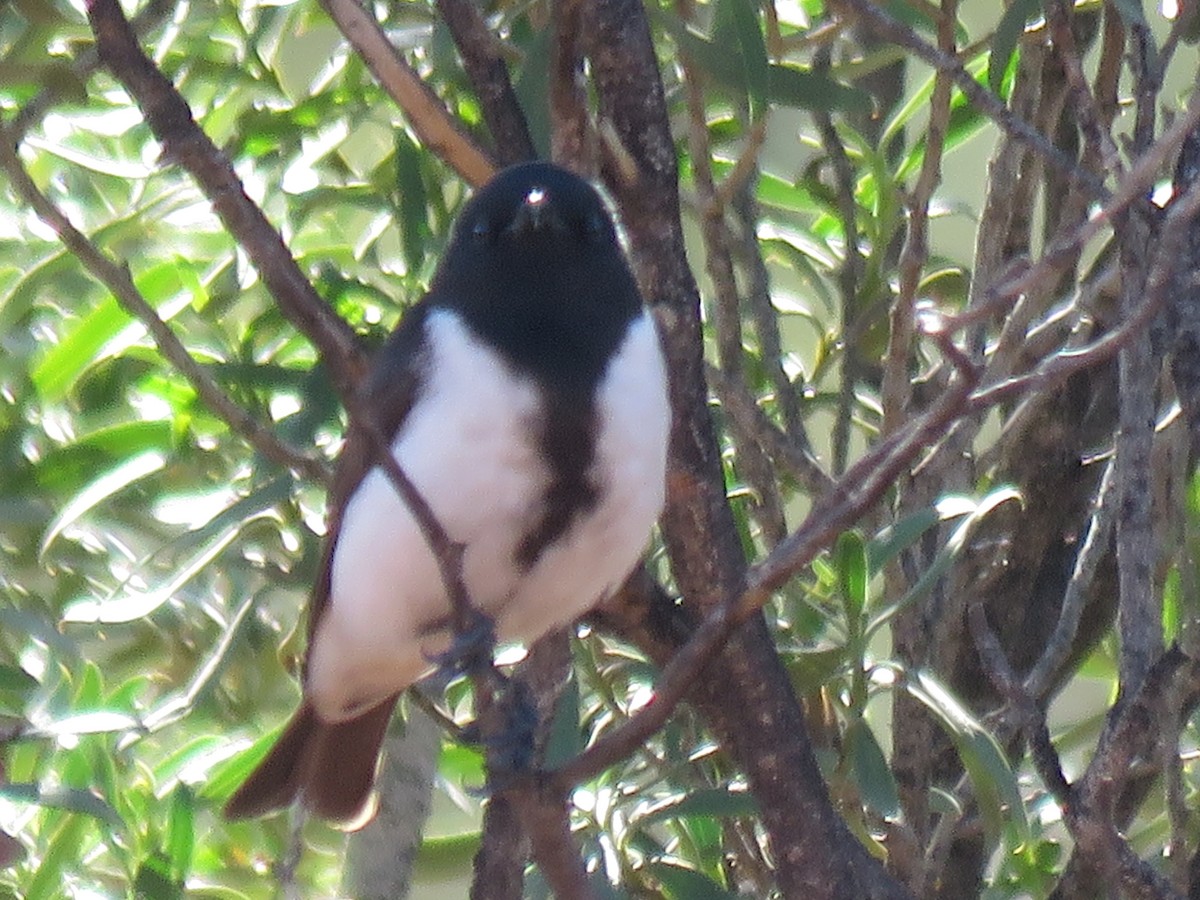 Black Honeyeater - ML244285411