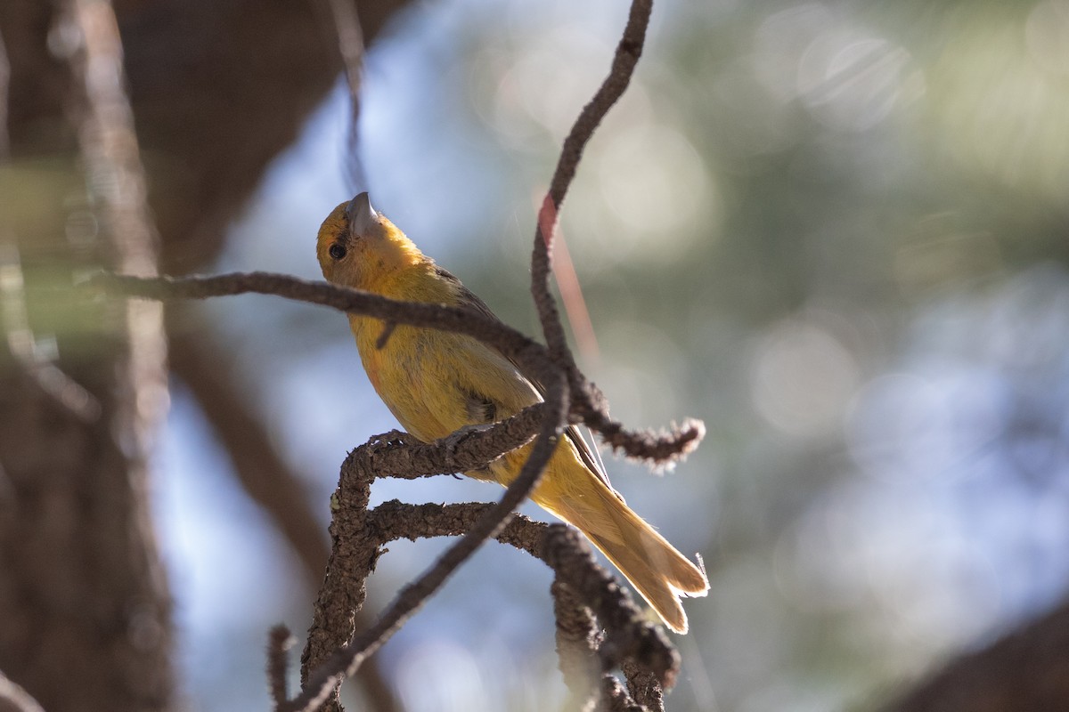 Hepatic Tanager - ML244287181