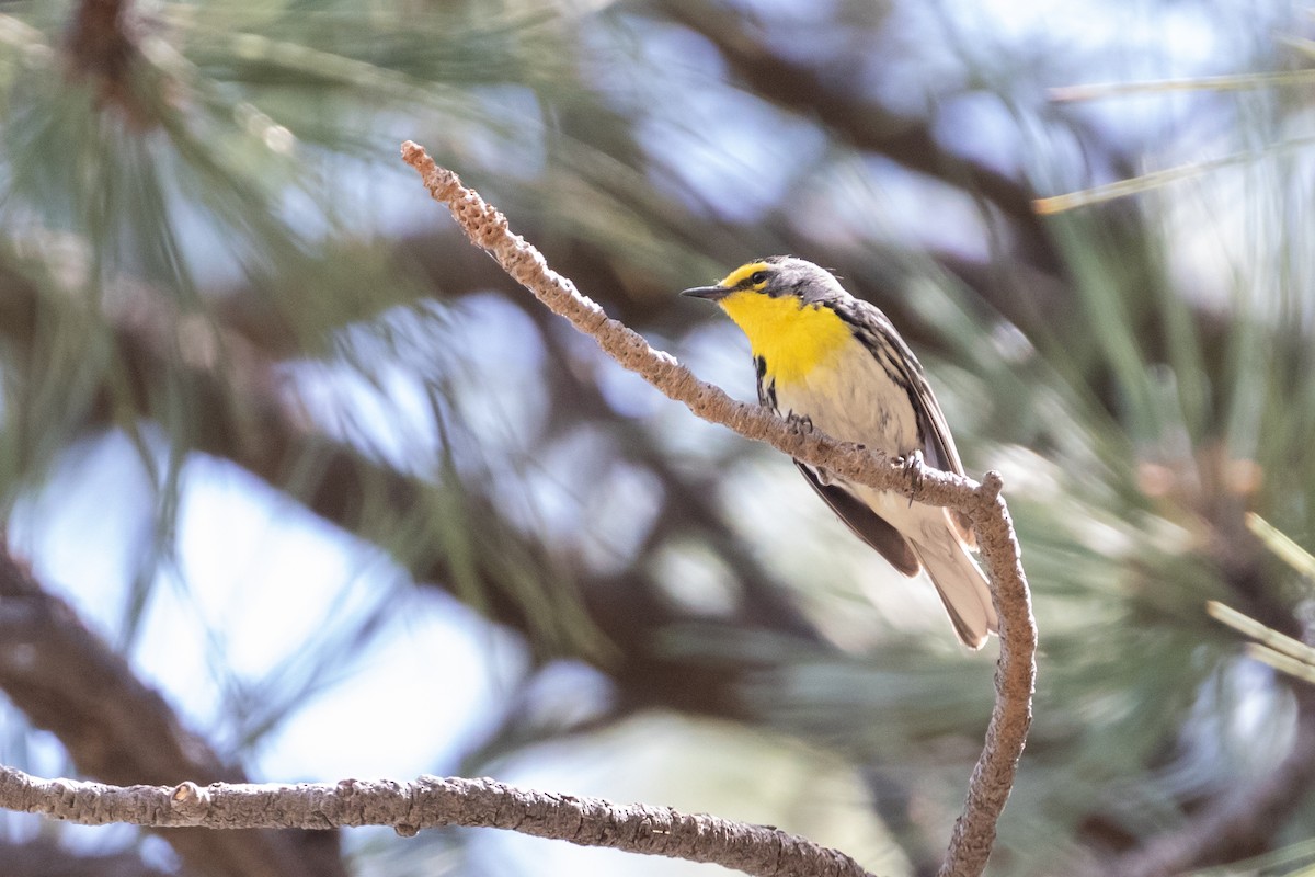 Grace's Warbler - ML244287221