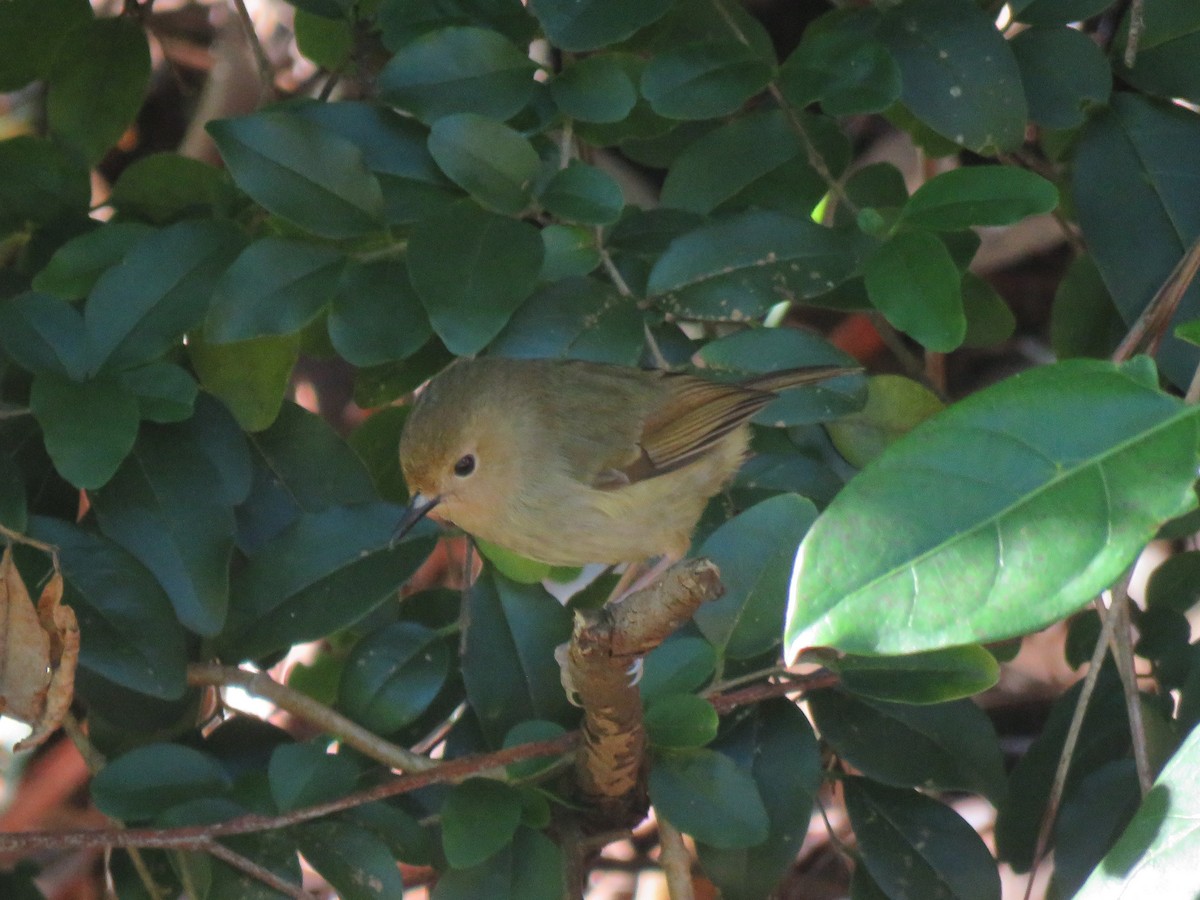 Large-billed Scrubwren - ML244292361