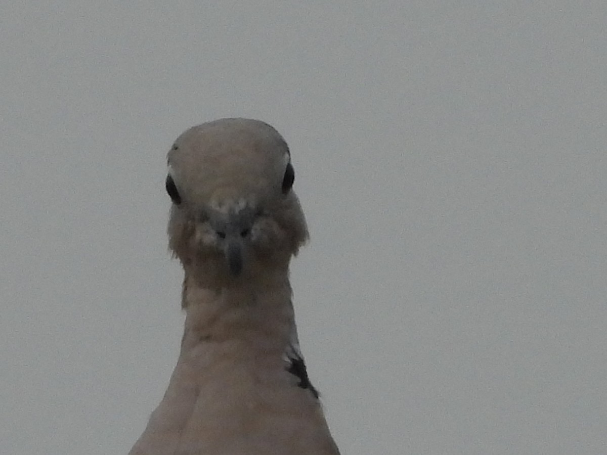 Eurasian Collared-Dove - ML244293441