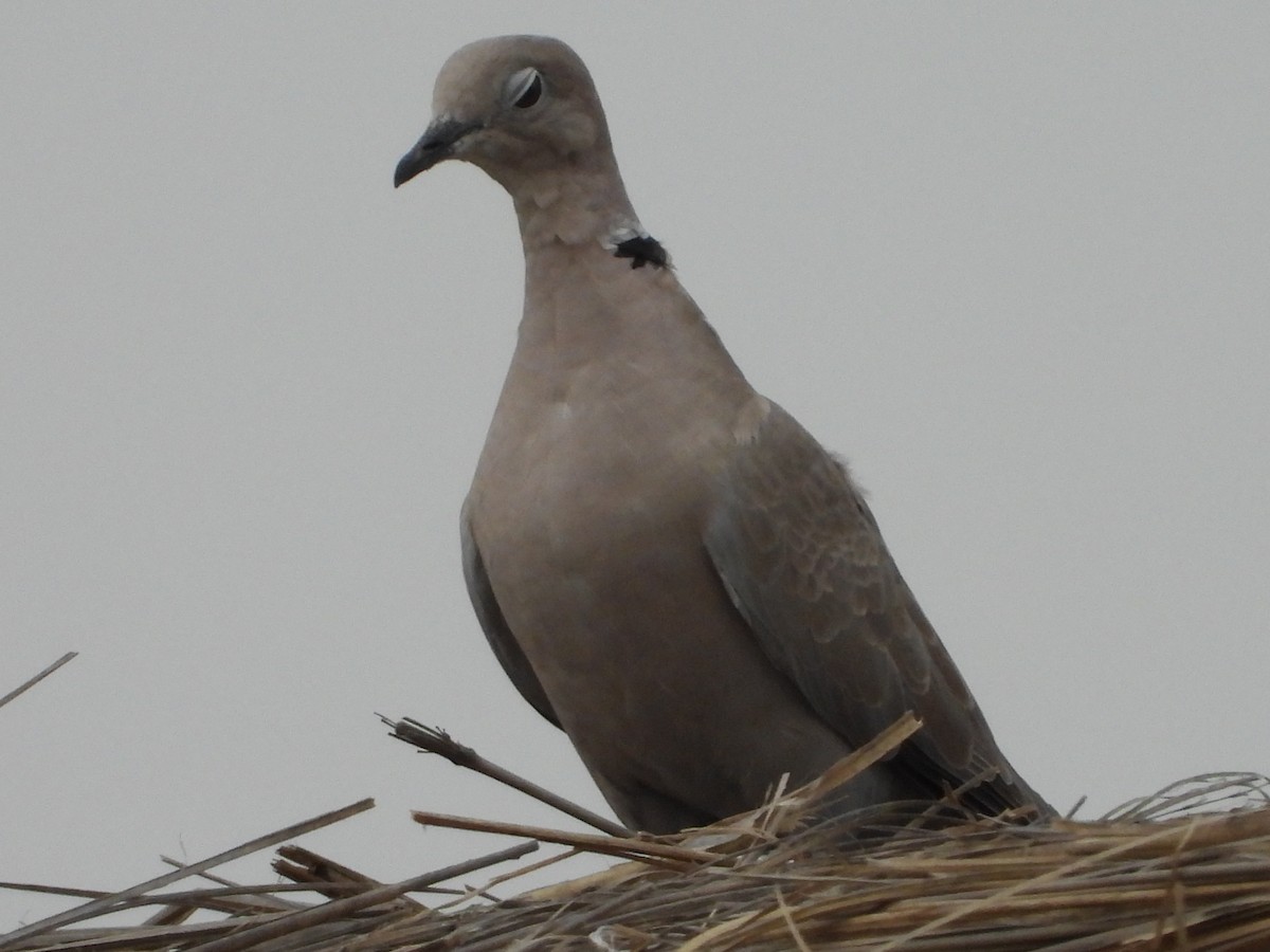 Eurasian Collared-Dove - ML244293531