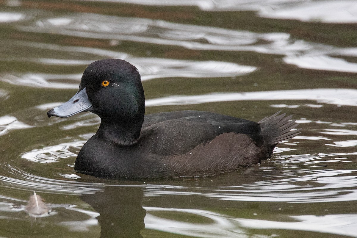 New Zealand Scaup - ML244294091