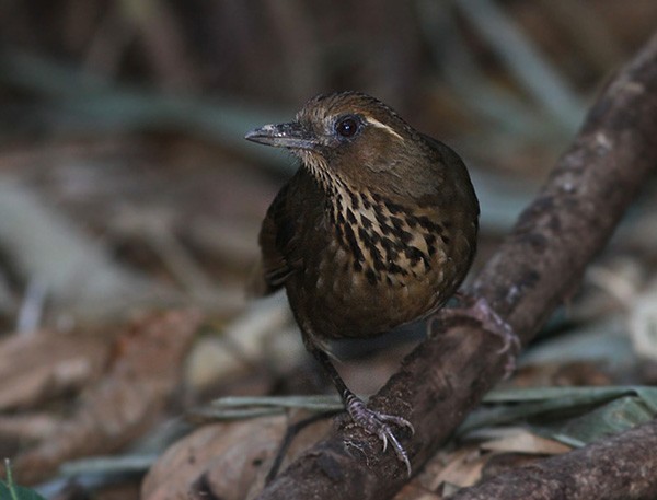 Spot-breasted Laughingthrush - Peter Ericsson