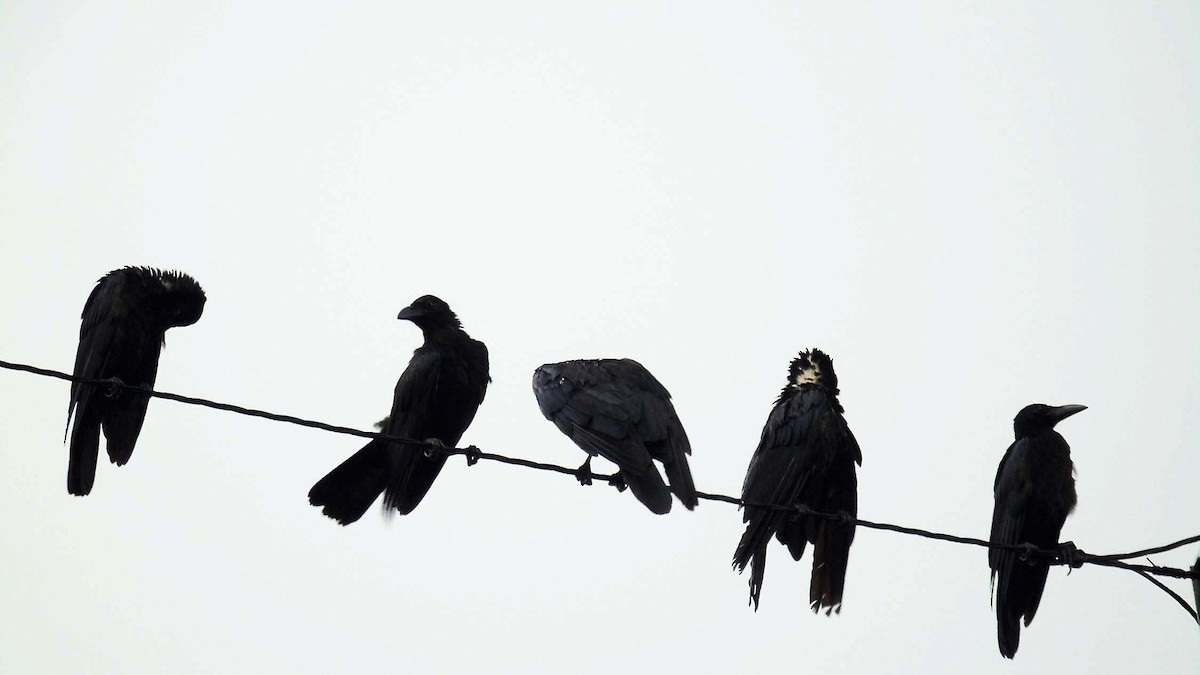 Large-billed Crow - Napolexander Mina