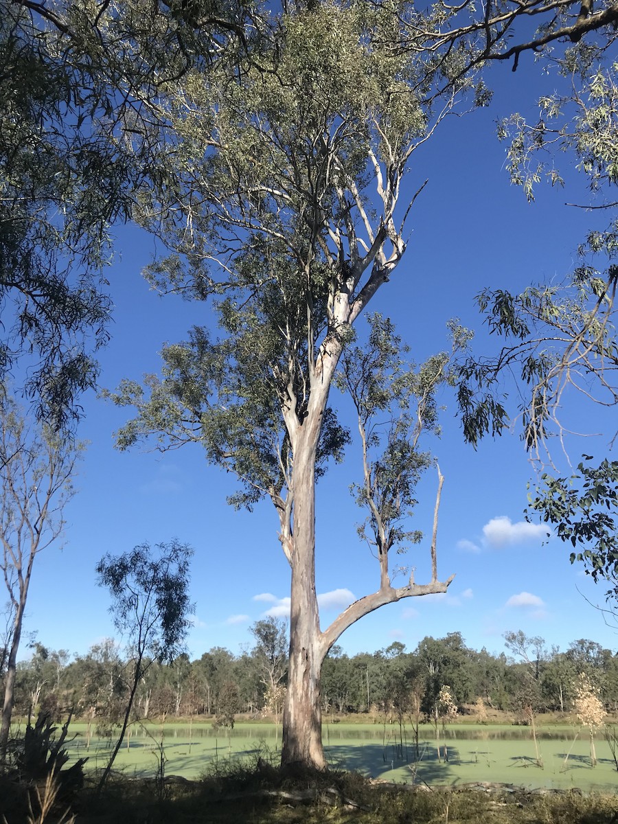 Black Kite - ML244298151