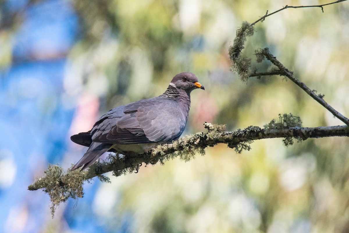 Band-tailed Pigeon - Jim Dehnert