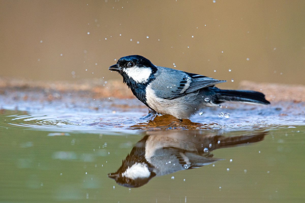 Asian Tit (Cinereous) - ML244299841