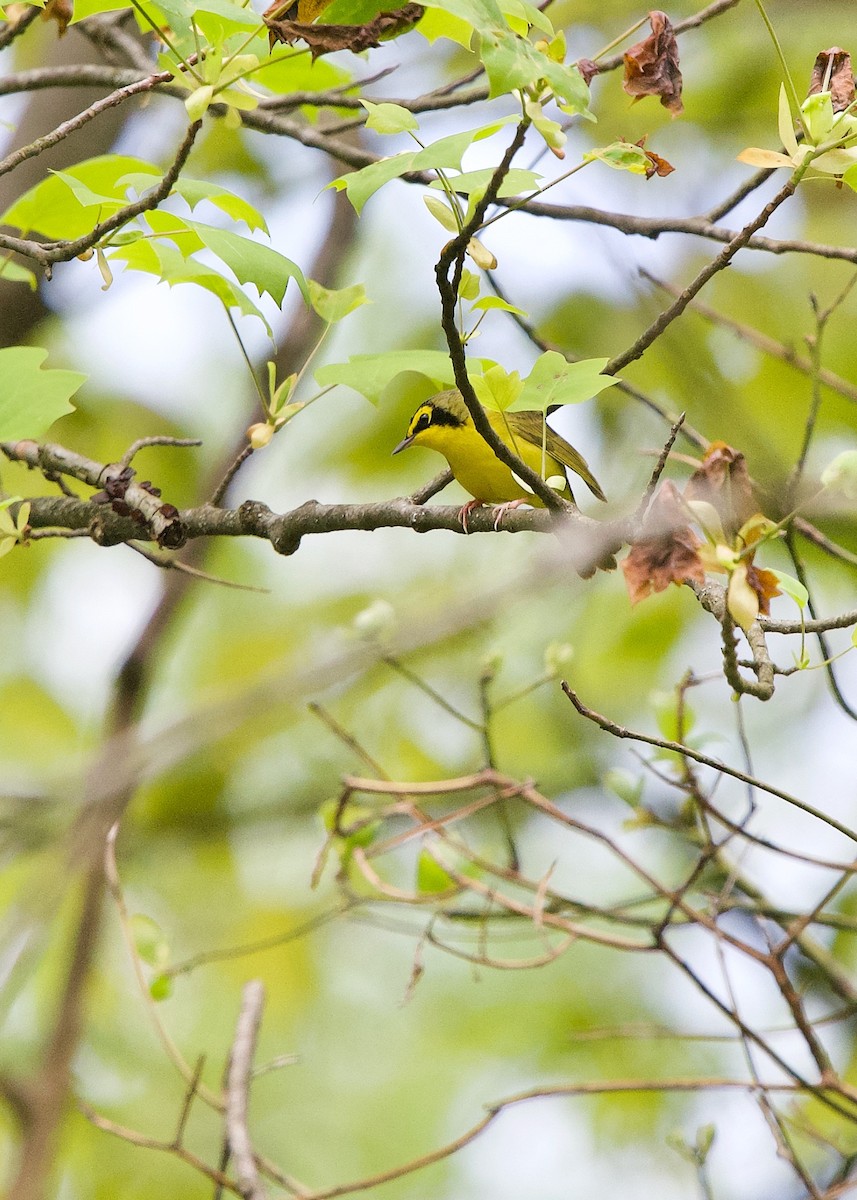 Kentucky Warbler - ML244301141