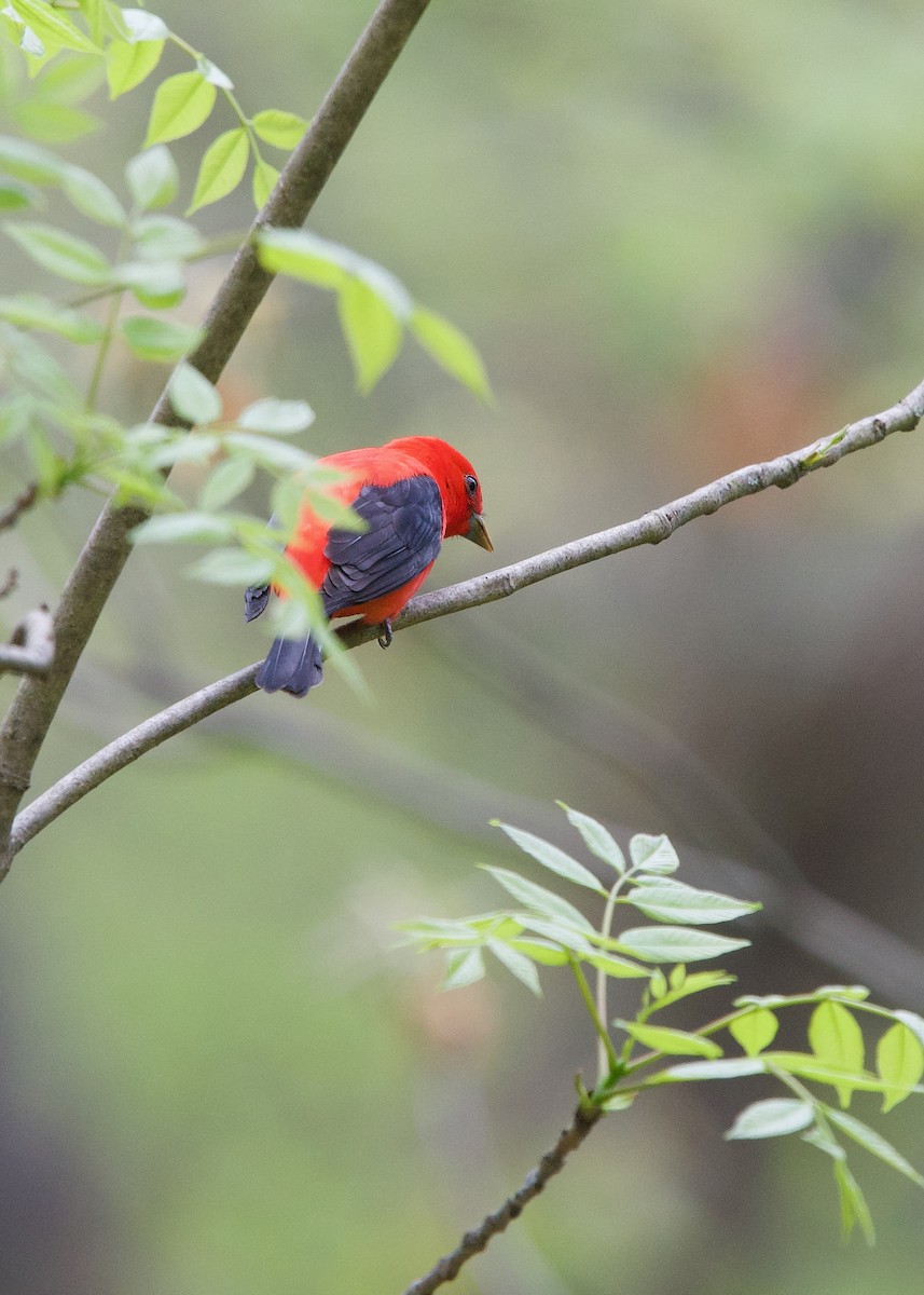Scarlet Tanager - ML244301191