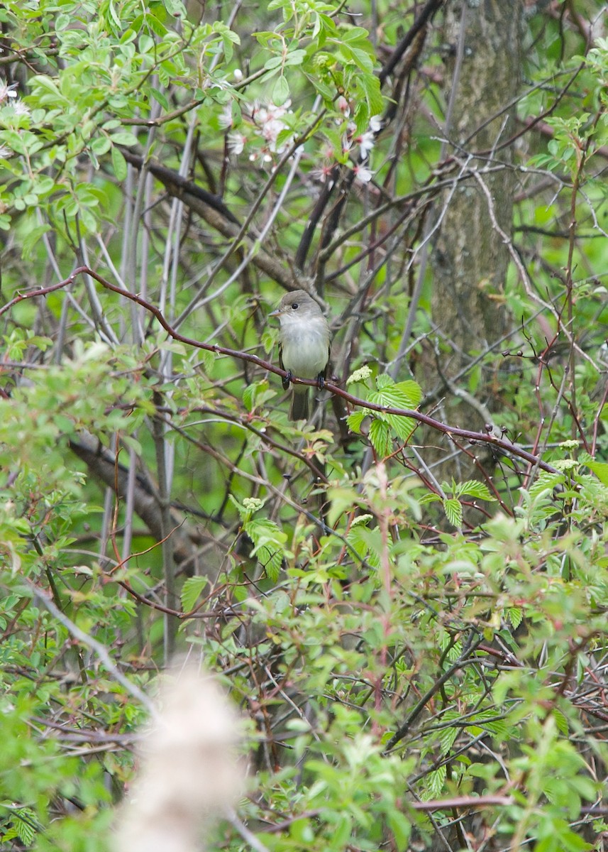 Willow Flycatcher - ML244302251