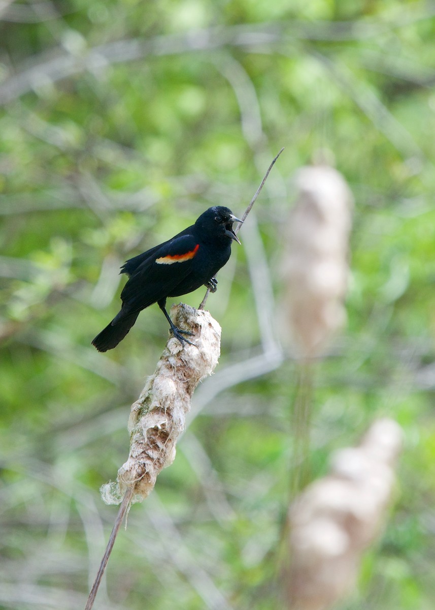 Red-winged Blackbird - ML244302281